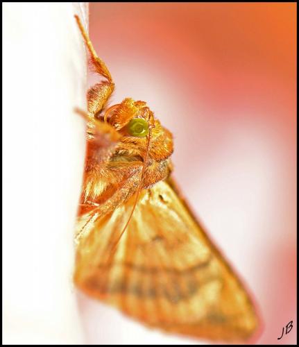 Réf. 193 620 : Chrysodeixis chalcites